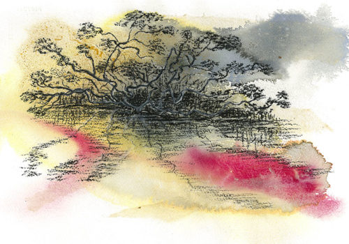 Judy Henry, Mangroves on the Myall River, 2014, mixed media, acrylic, charcoal on paper, 38 x 28.5 cm